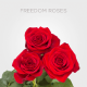 Red Freedom Roses 50 cm (25 st bunch)
