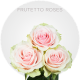Light Pink Frutetto Roses  (40-60 cm)
