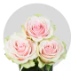 Light Pink Frutteto Roses  (40-50 cm)