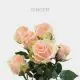 Ginger Spray Pink 40-60 cm (10 St bunch)