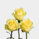 Yellow Goldfinch Roses 50 cm (25 st bunch)
