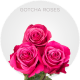 Hot Pink Gotcha Roses 50-60 cm