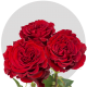 Red Hearts Roses 50-60 cm