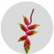 Box Tropical Heliconia Hanging Rostrata (15 St)