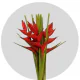 Tropical Heliconia SASSY (100 St)