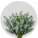 Eucalyptus Baby Blue