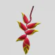 Heliconia Hanging Rostrata Large (1 stem)