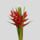 Tropical Flowers Heliconia Parakeet Sassy (5 St Bunch)