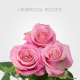 Pink Hermosa Roses 60 cm (25 St bunch)