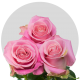 Pink Hermosa Roses 50-70 cm