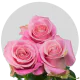 Pink Hermosa Roses 50-70 cm