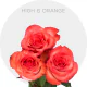 Orange High & Orange Roses 50 cm