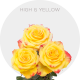 High & Yellow Roses 