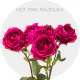 Box Hot Majolika mix 40-60 cm (100 St)