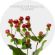 Flowers Hypericum Magical Cherry 70 cm 