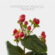 Hypericum Magical Triumph