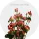 Hypericum Magical Cherry