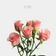 Spray Light Pink Ilse 40-60 cm (10 St bunch)