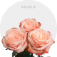 Peach Kahala Roses 40-60 cm