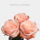 Box Peach Peach Kahala 50 cm (100 St)