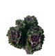 Box Flowers Kale (80 St)
