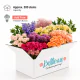Large Size Box