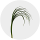 Fresh Lily Grass – 400 stems box for florists