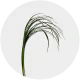 Fresh Lily Grass – 400 stems box for florists