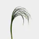 Flowers Lily Grass (10 St bunch)