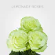 Green Garden Lemonade 40 cm (25 St bunch)
