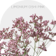 Flowers Limonium Oshi Pink 70 cm (130 St)