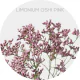Flowers Limonium Oshi Pink