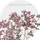 Flowers Box Limonium Oshi Pink (200 St)