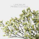 Flowers Limonium Pinna Colada 70 cm (10 St bunch)