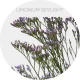Flowers Limonium Skylight Lavender
