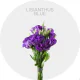 Flowers Lisianthus Blue 50-70 cm