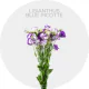 Box Flowers Blue Picotte Lisianthus (400 St)