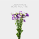 Flowers Blue Picotte (10 St bunch)