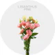 Flowers Lisianthus Pink 50-70 cm
