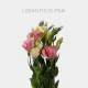 Flowers Lisianthus Pink 70 cm (10 St bunch)