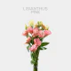 Lisianthus Pink (10 St bunch) 