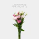 Flowers Lisianthus Pink Picotte (10 St bunch)