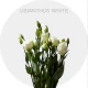 Box Flowers Lisianthus White (400 St)