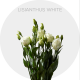 Lisianthus White 70 cm (150 St)