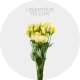 Flowers Lisianthus Yellow 50-70 cm