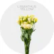 Flowers Yellow Lisianthus 50-70 cm