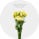 Box Flowers Lisianthus Yellow (400 St)