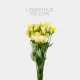 Flowers Lisianthus Yellow (10 St bunch)