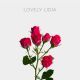 Spray Lovely Lidya 40 cm (10 St bunch)