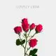 Spray-Lovely Lidia-40-60cm-20 st bunch